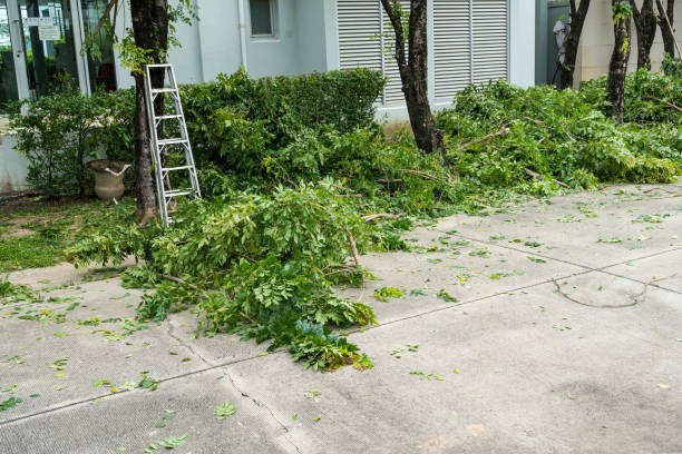 Why Choose Our Tree Removal Services in Hampton Beach, NH?