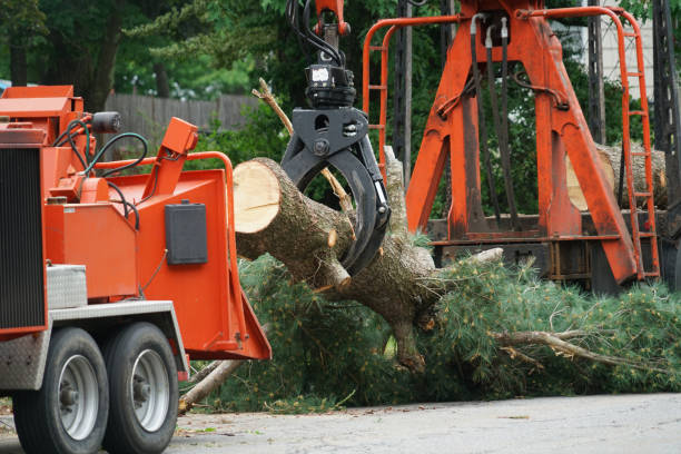 Reliable Hampton Beach, NH  Tree Services Solutions